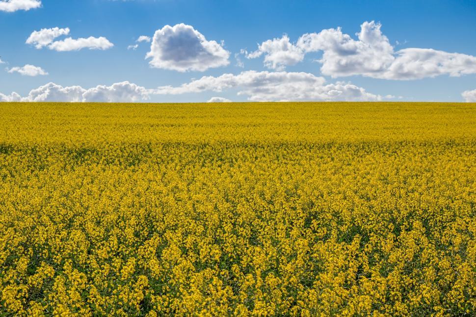 Free Image of Vast Field of Yellow Flowers Under Blue Sky 