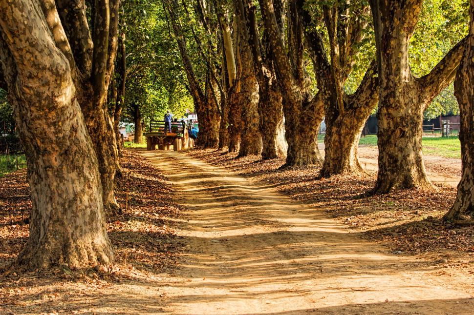 Free Image of Tree-Lined Dirt Road With Benches 