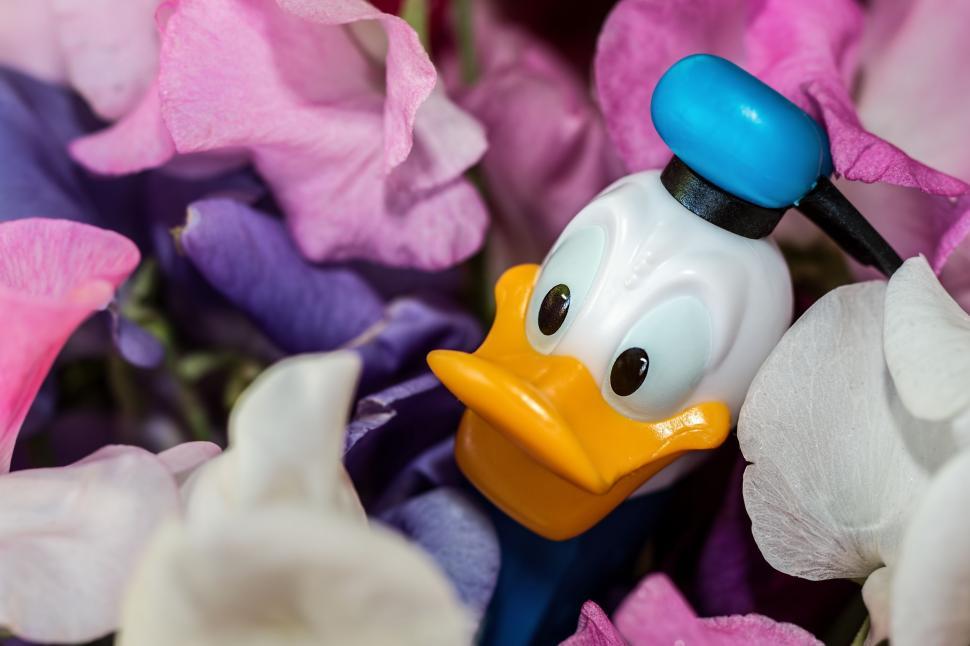 Free Image of donald duck disney character sweet-pea flowers cartoon character pez dispenser smile cheerful comic 