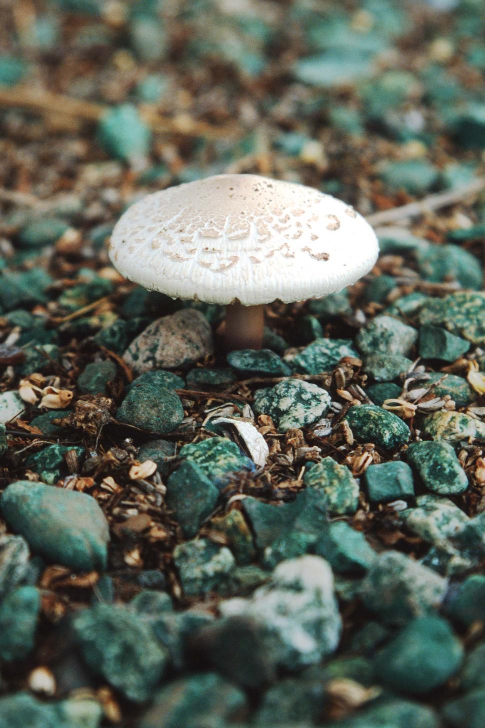 Free Image of Mushroom in green gravel 