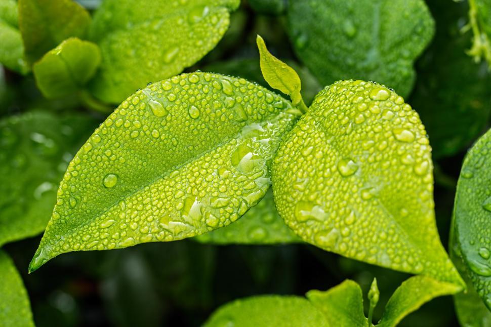 Free Image of Green Leaves Covered in Water Drops 
