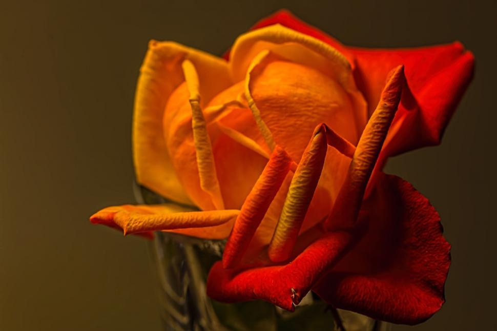 Free Image of rose yellow romantic petal romance flower orange color shadows flower background celebration love valentine love background valentine background romantic background wallpaper 