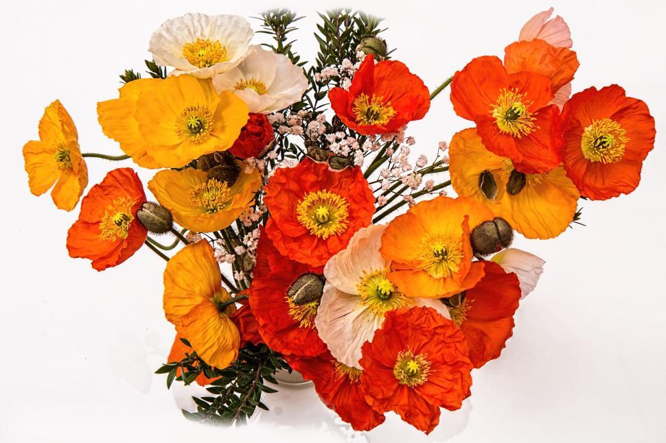 Free Image of poppies cheerful happy bright colorful friendly uplifting encouraging flowers orange yellow spring summer joy happiness bloom blooming joyful vase blossom petal fresh bouquet flora color decoration 