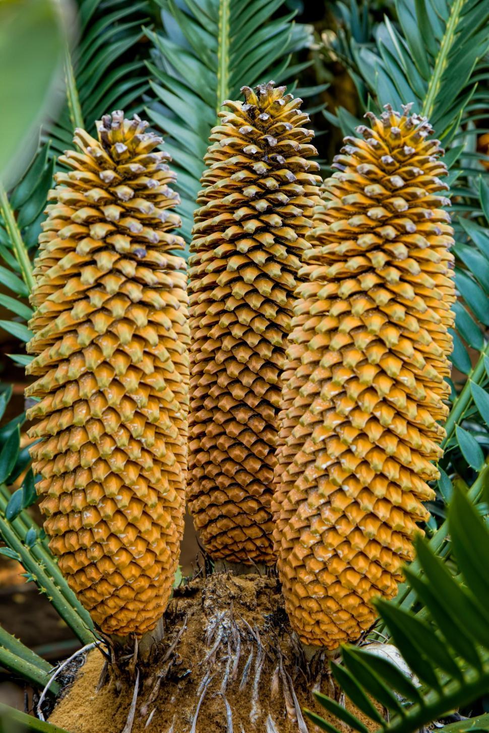 Free Image of Close-Up of Pine Cones on Tree 