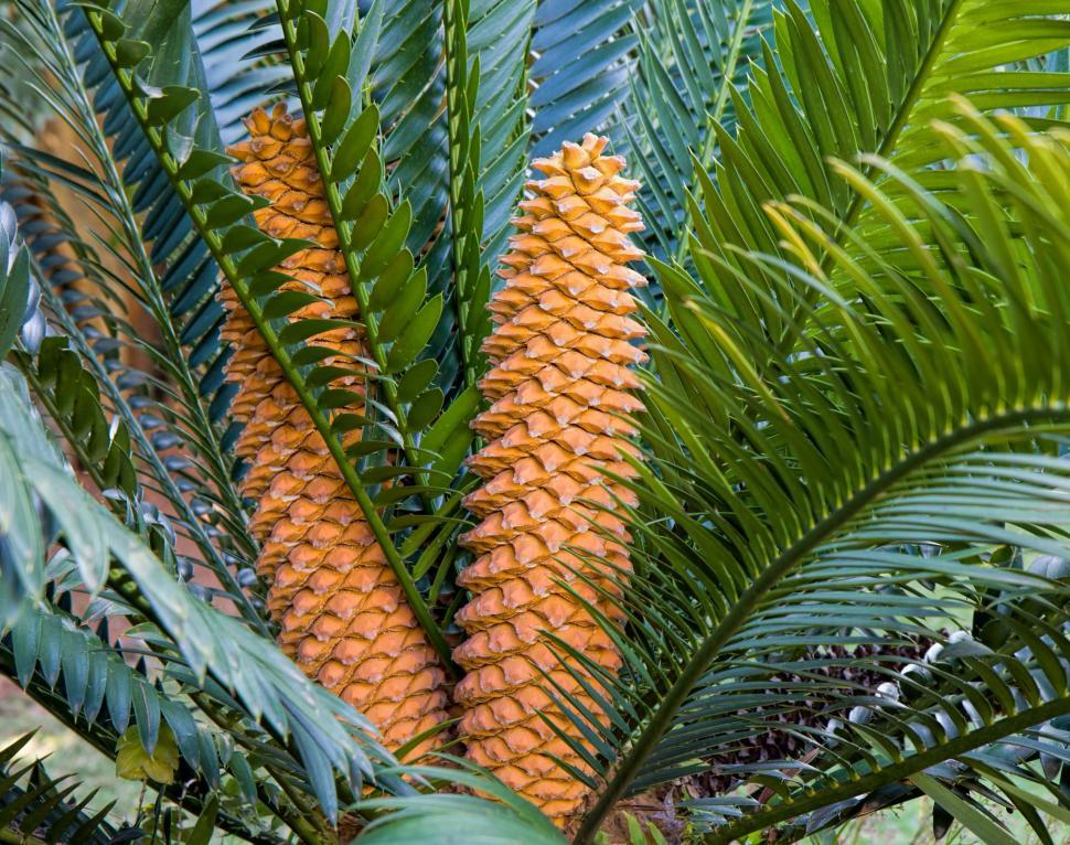 Free Image of cycad plant garden evergreen landscaping 