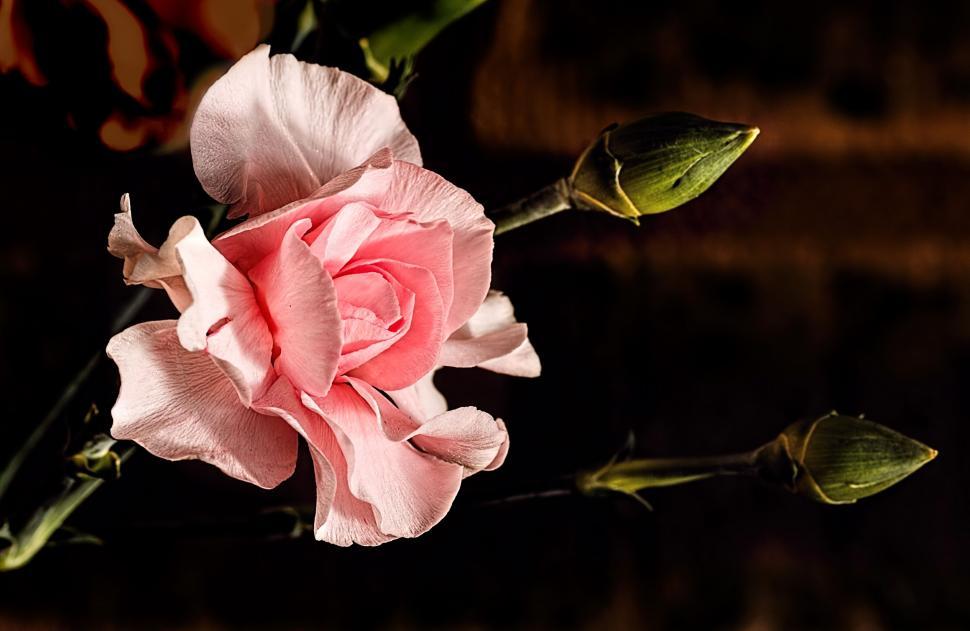 Free Image of A Single Pink Rose on a Table 