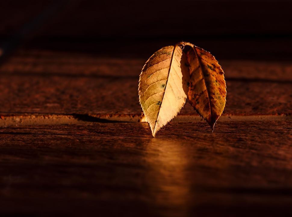 Free Image of leaf autumn wood contrast dark abstract fall brown shadow highlight 