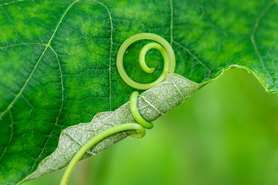 Free Image of Green Leaf With Spiral Pattern Close Up 