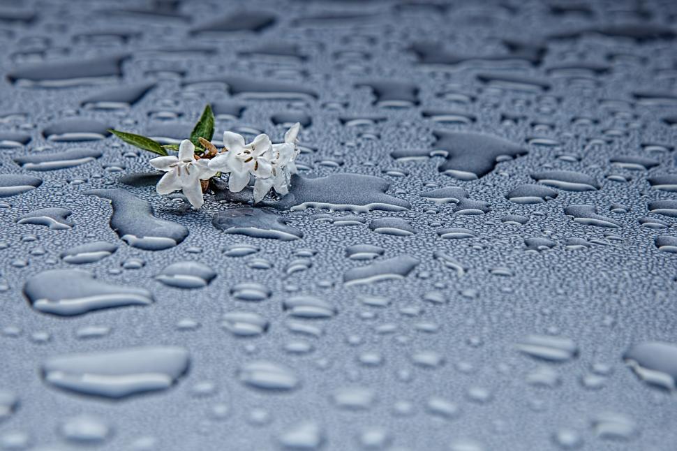 Free Image of Small White Flower on Wet Surface 