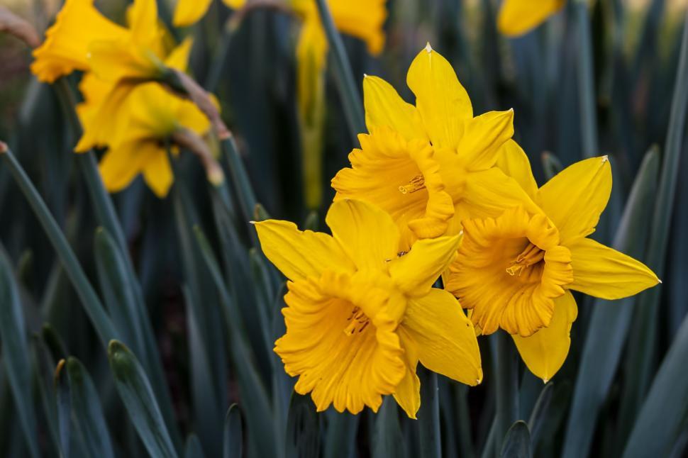 Free Image of narcissus daffodil bulbous perennial yellow flower spring garden plant summer flowering bulb landscape 
