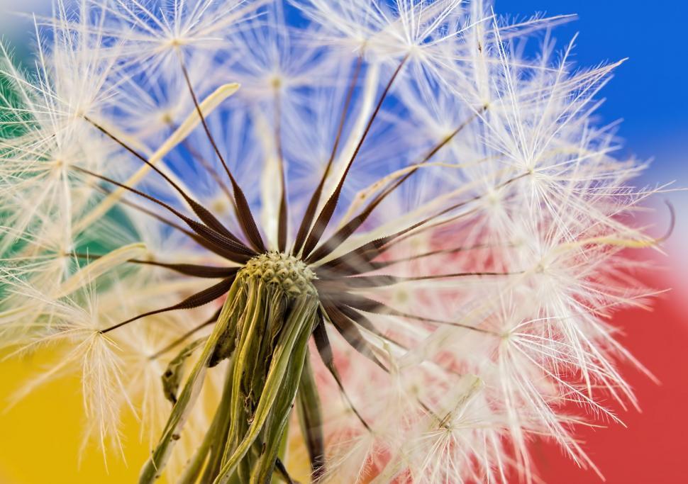 Free Image of Close-Up of Dandelion on Colorful Background 