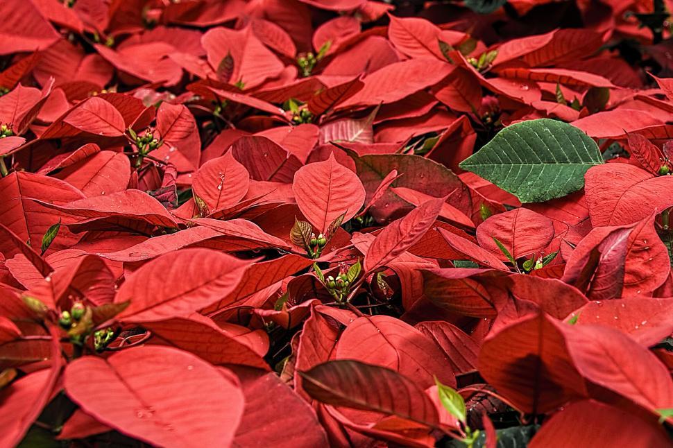 Free Image of Cluster of Red Poinsettias With Green Leaves 