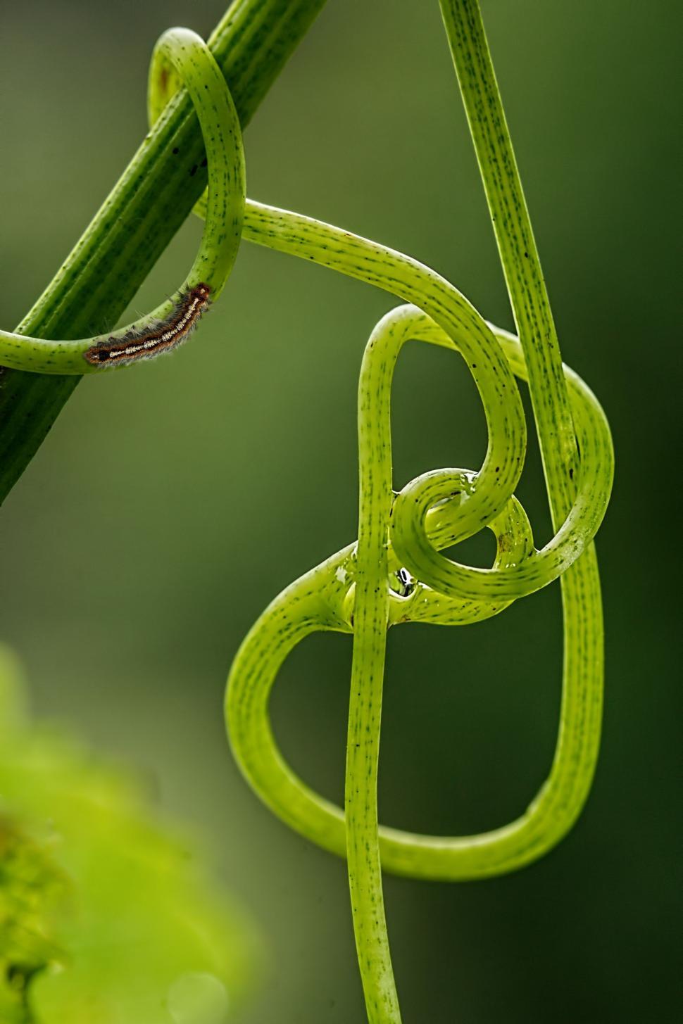 Free Image of grape vine tendril climbing plant green vine grapevine loop growth growing knot noose tangle complicated nature macro caterpillar 