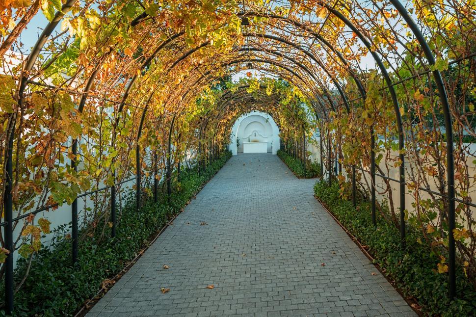 Free Image of vineyard vines grapes archway tunnel harvest autumn fall pathway paving driveway agriculture winelands garden golden years autumn colors cape town western cape viticulture wine lands grapevines repeating pattern 