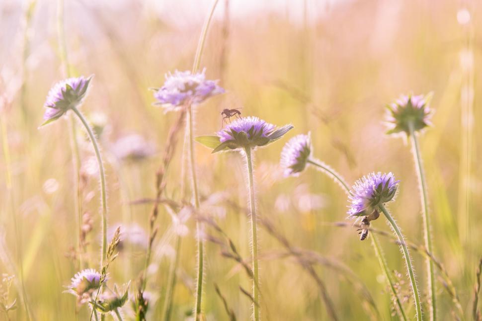 Free Image of Field of Flowers 