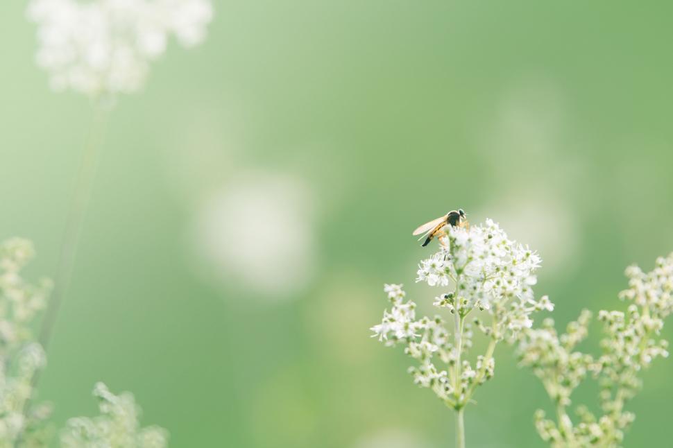 Free Image of Bee on Wild Flower   