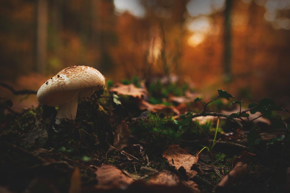 Free Image of Mushroom in autumn forest  