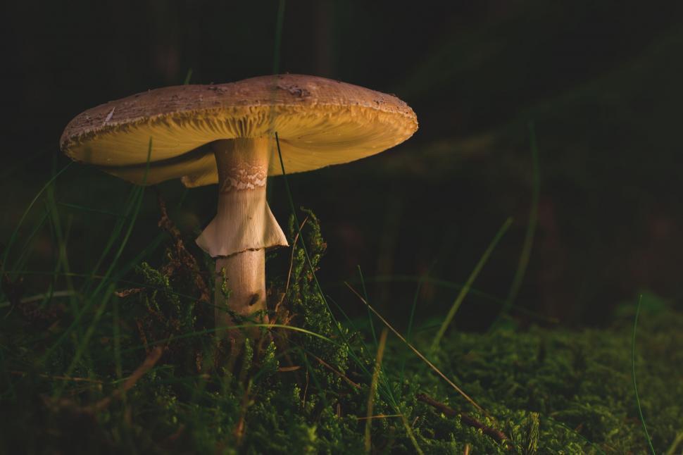 Free Image of Close-up of Mushroom - Night view  