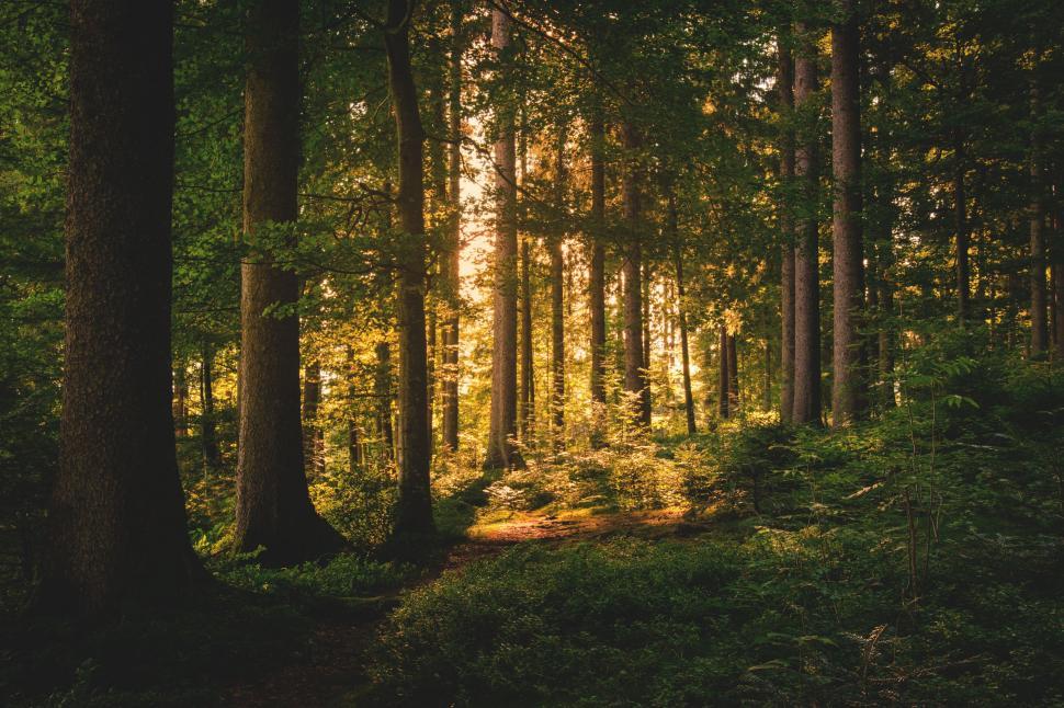 Download Free Stock Photo of Lush Green Forest, Trees and Sunbeams  