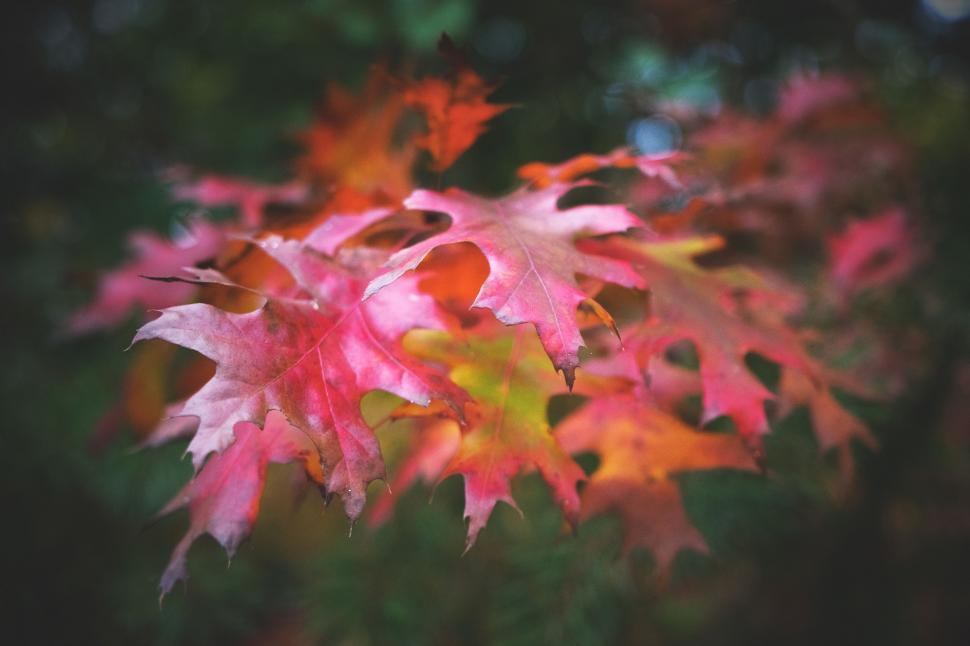 Free Image of Autumn Leaves  