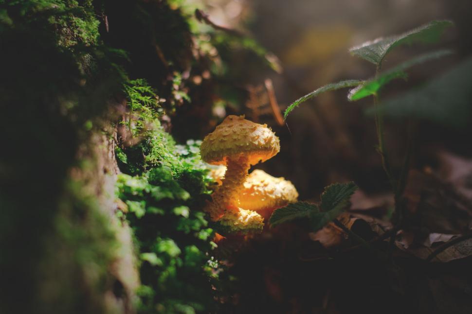Free Image of Forest Mushroom  