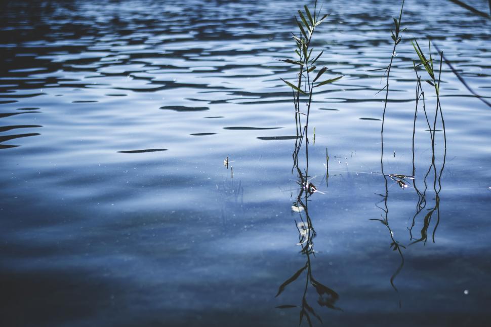 Free Image of Plants Growing in a Body of Water 