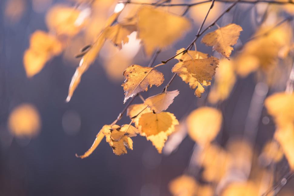 Free Image of Birch leaves in autumn 