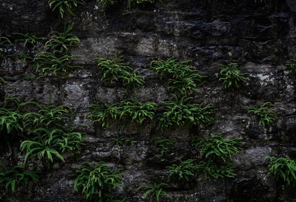 Free Image of Old grey wall and plant  