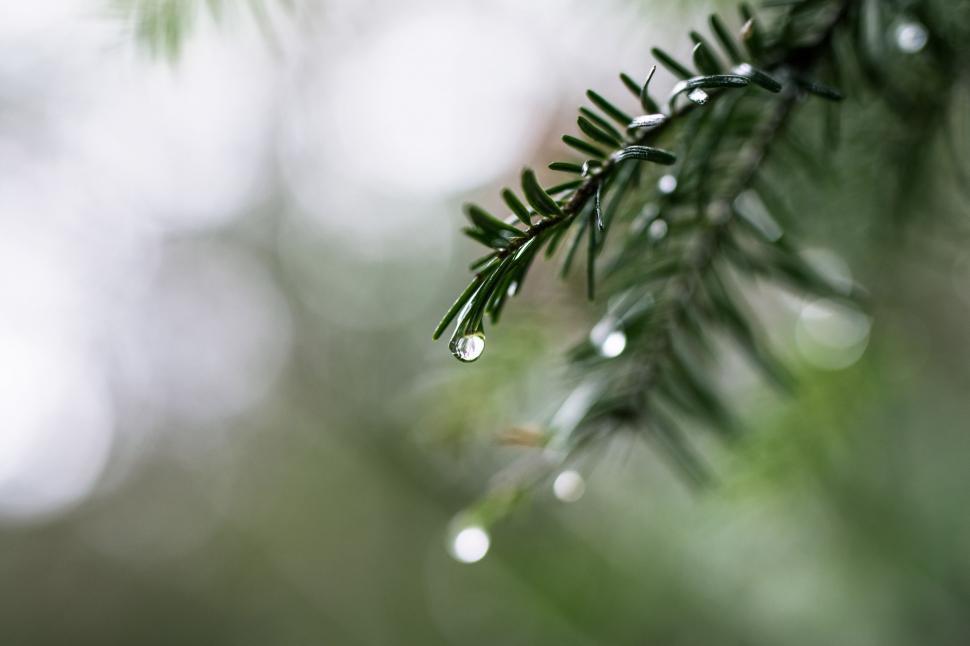 Free Image of Water drops and fir tree branch 