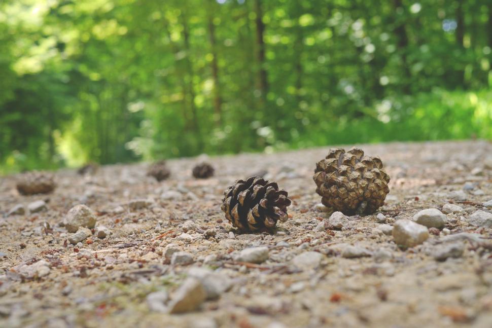 Free Image of Selective focus on Pine cones  