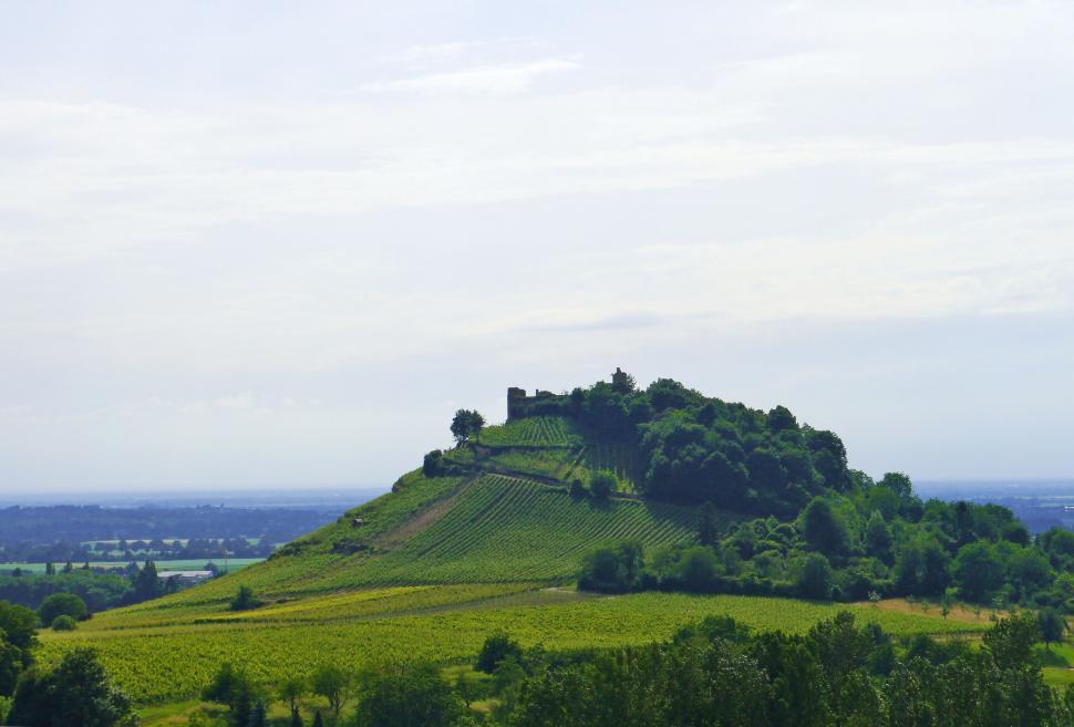 Free Image of Vineyards on Hill  