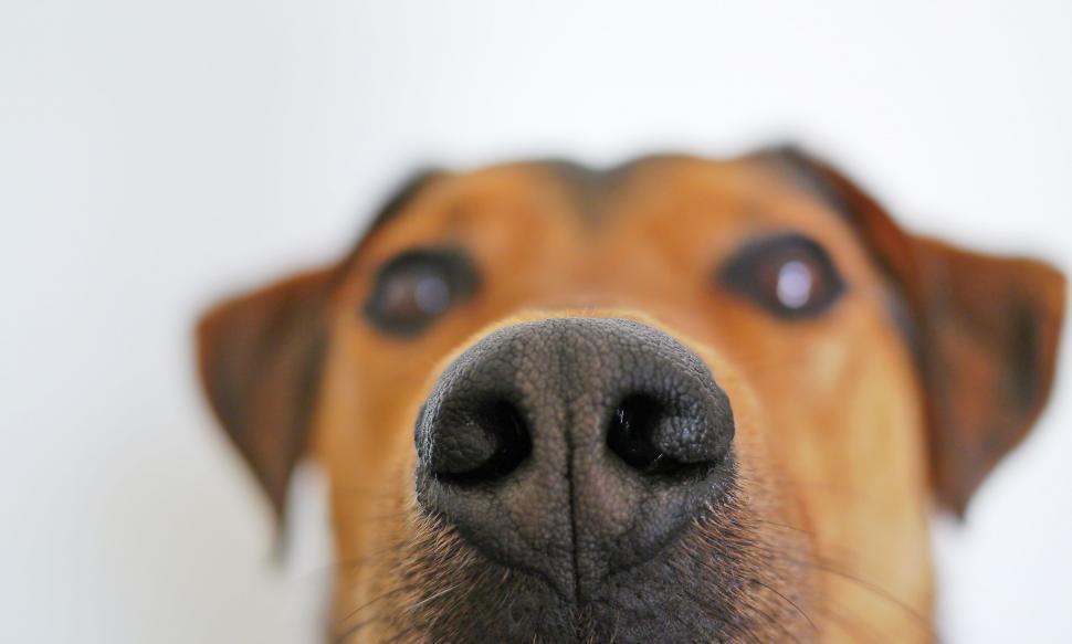 Free Image of Selective focus on Dog Nose  