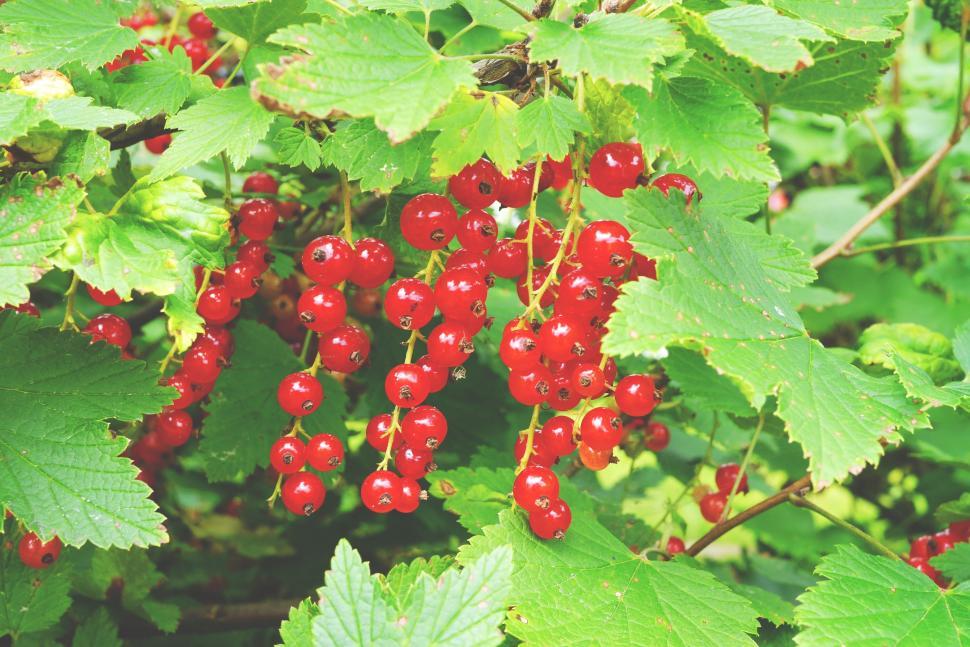 Free Image of Fresh redcurrant on a branch 