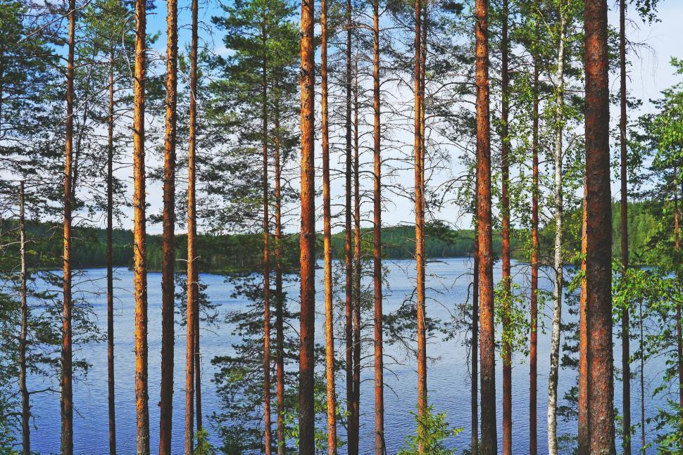 Free Image of Reflection of Trees  