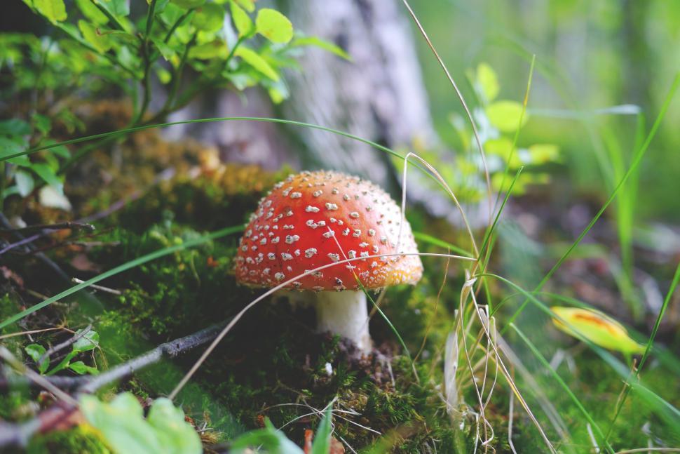 Free Image of Fly agaric 