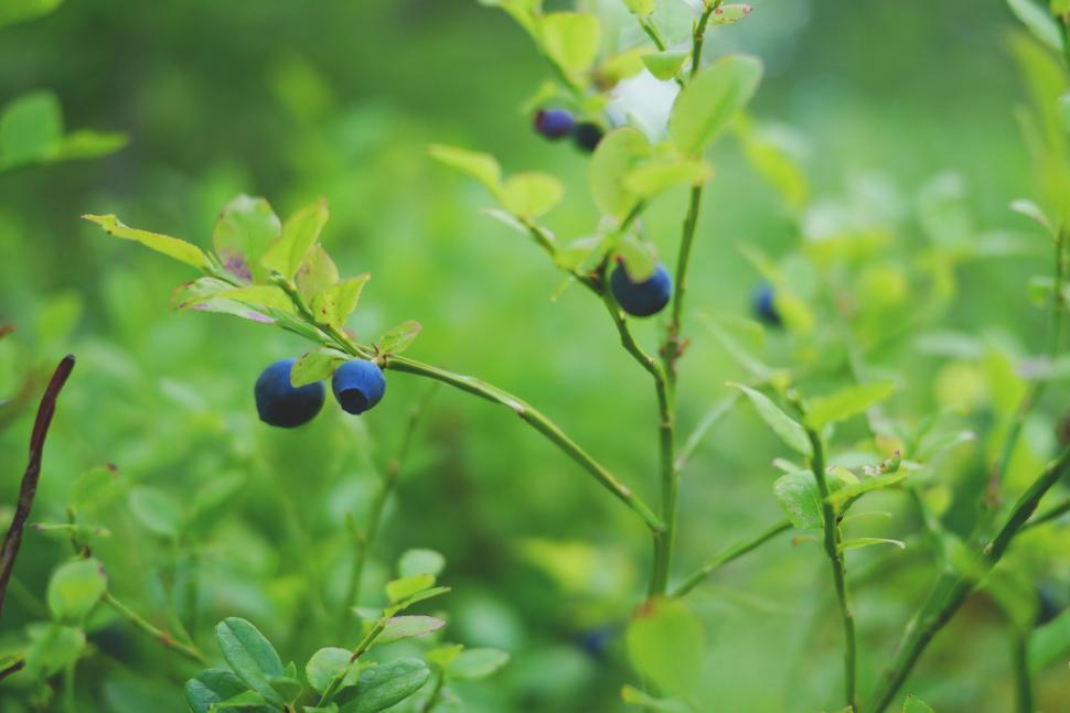 Free Image of Close up of Blueberries  