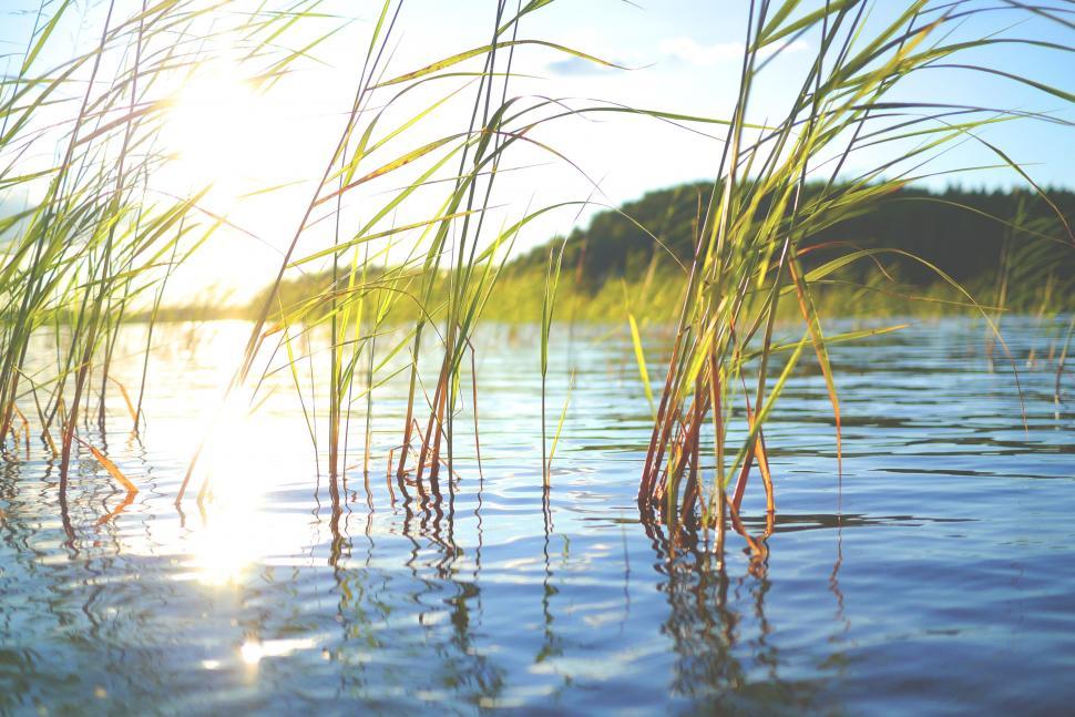 Free Image of Lake and Reeds  