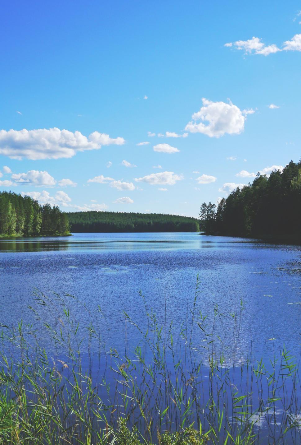 Free Image of Lake with Water Reeds  