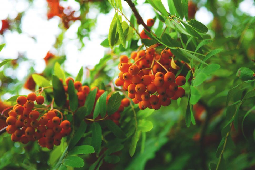 Free Image of Rowan berries 