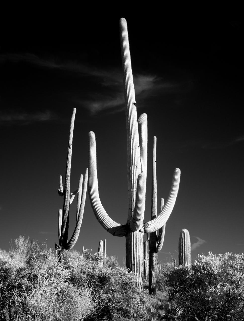 Free Image of Saguaros Cactus - B&W 