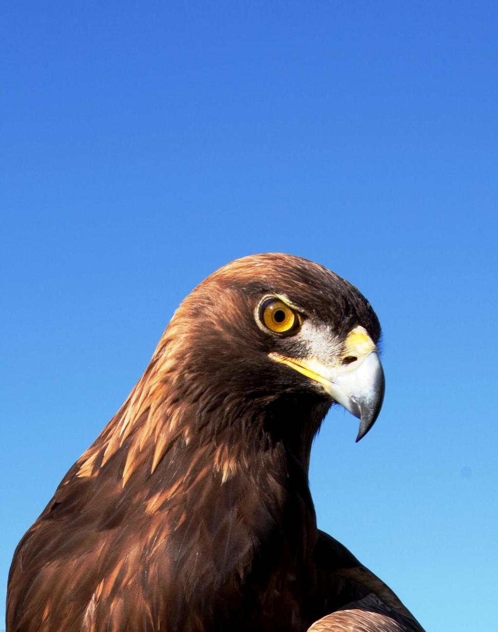 Free Image of Adler the Eagle 