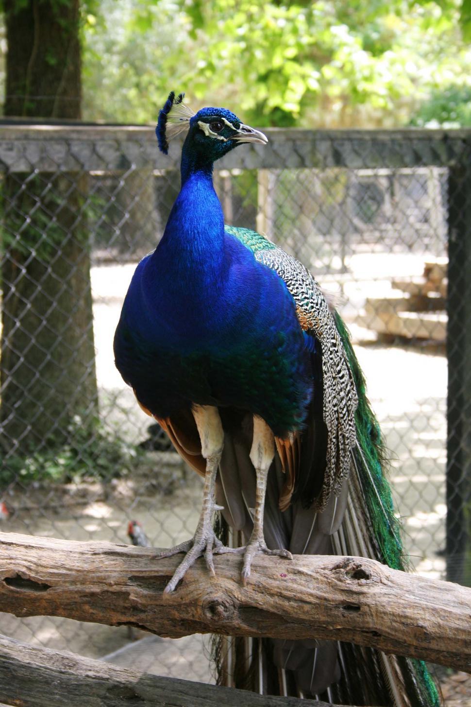 Free Image of bird peacock perch south carolina feather feathers look beak plumage 