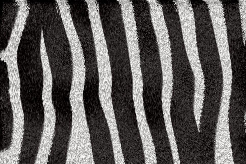Free Image of Zebra Stripe background 