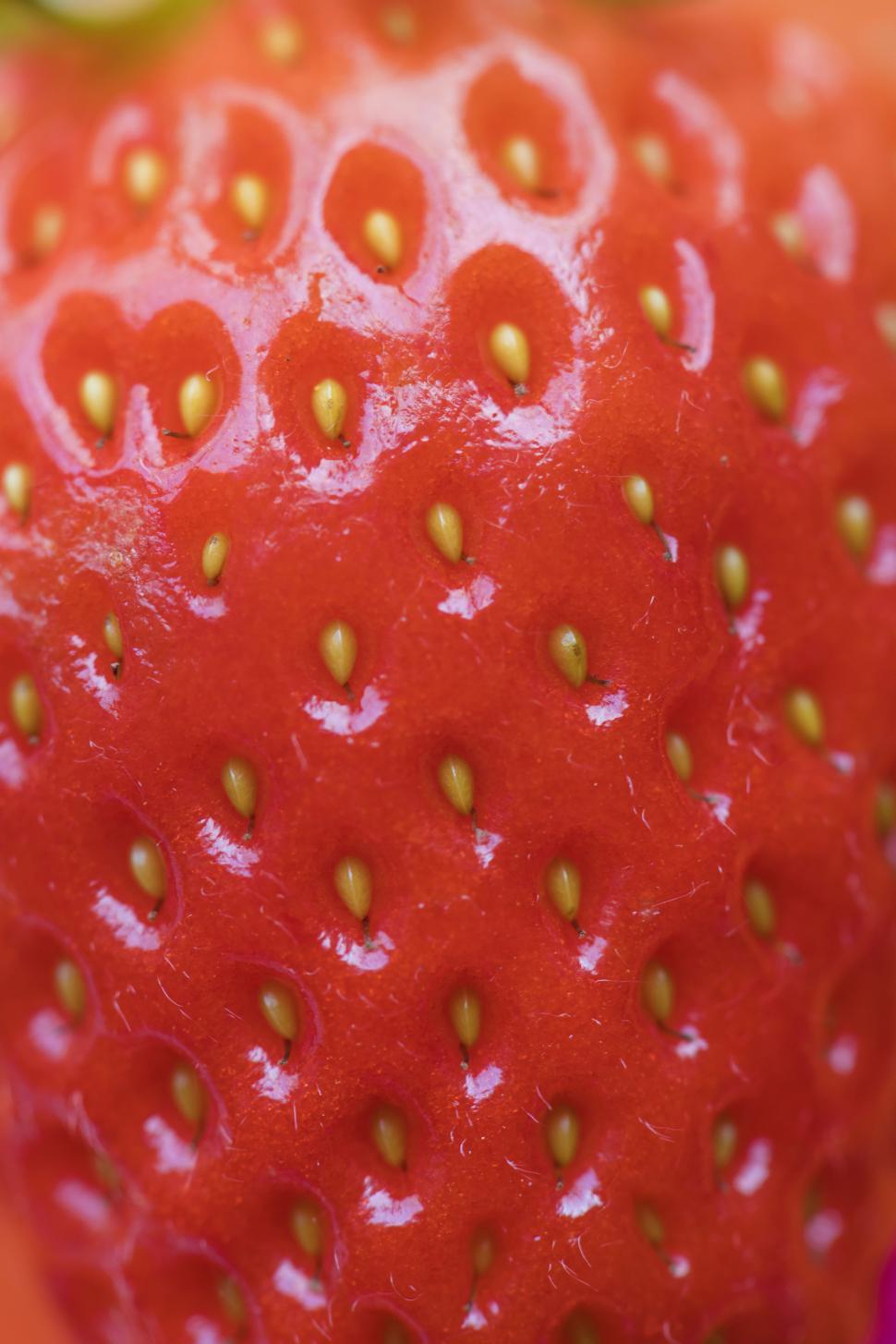 Download Free Stock Photo of Close up of a strawberry 