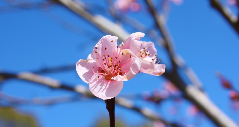 Free Image of Pink Flower  