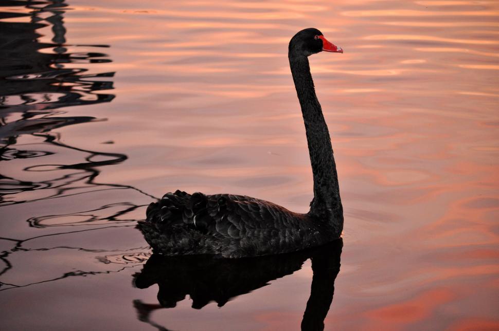 Free Image of Elegant Black Swan 