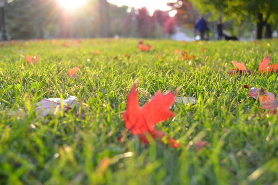 Free Image of Grass and Sunlight - Autumn 