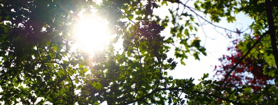 Free Image of Sun and leaves  