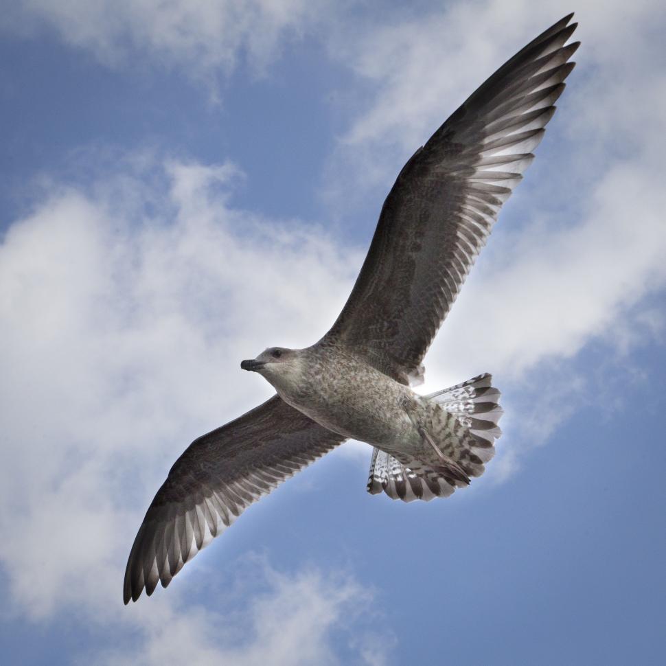 Free Image of Seagull  