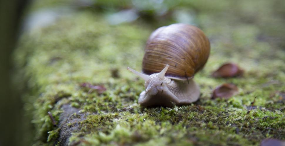 Free Image of Snail  